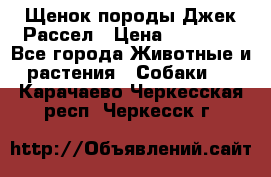 Щенок породы Джек Рассел › Цена ­ 45 000 - Все города Животные и растения » Собаки   . Карачаево-Черкесская респ.,Черкесск г.